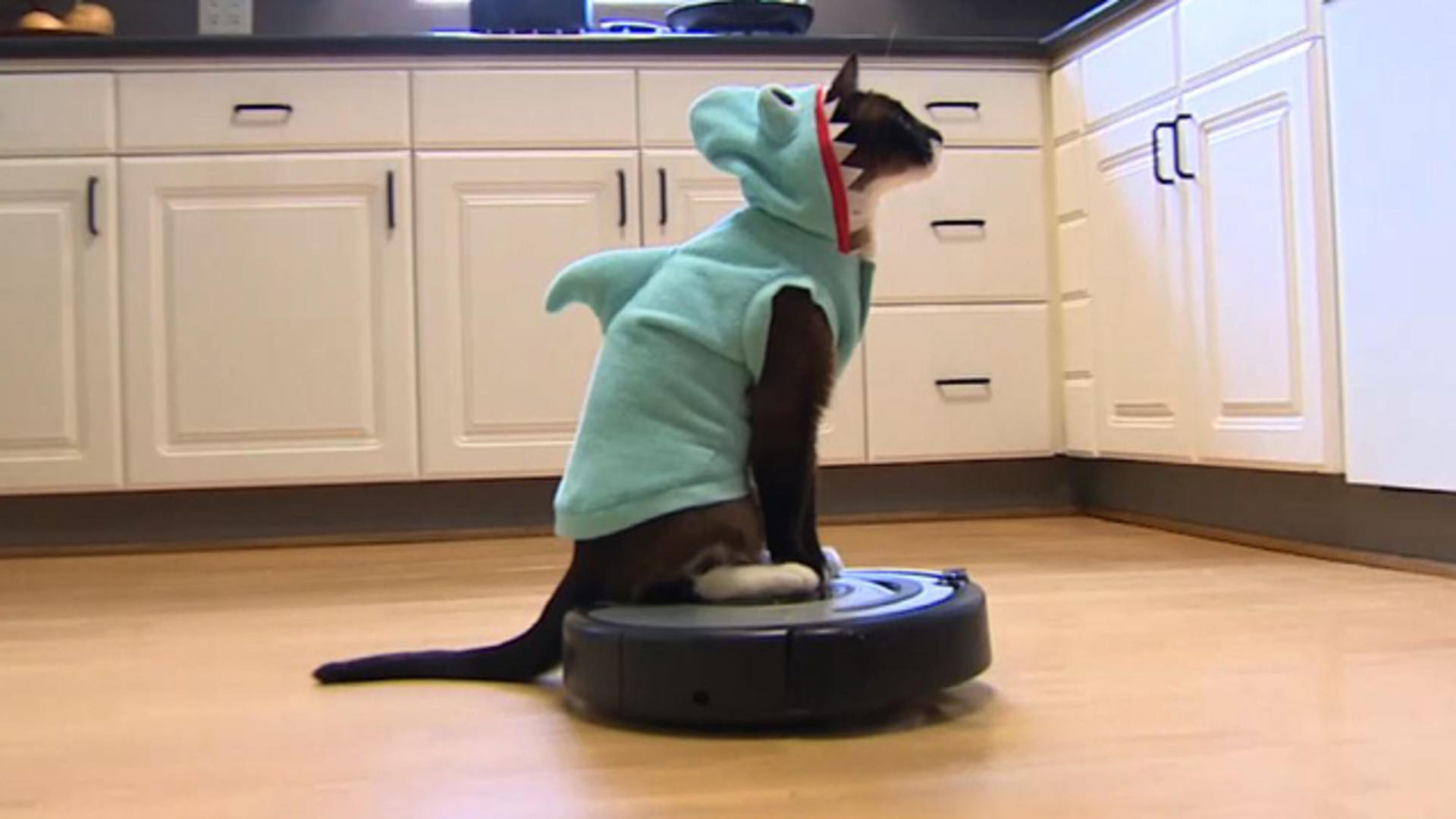 Đánh sách: Làm thế nào Dave Chappelle và những chú mèo tò mò đã biến Roomba thành một cái tên quen thuộc