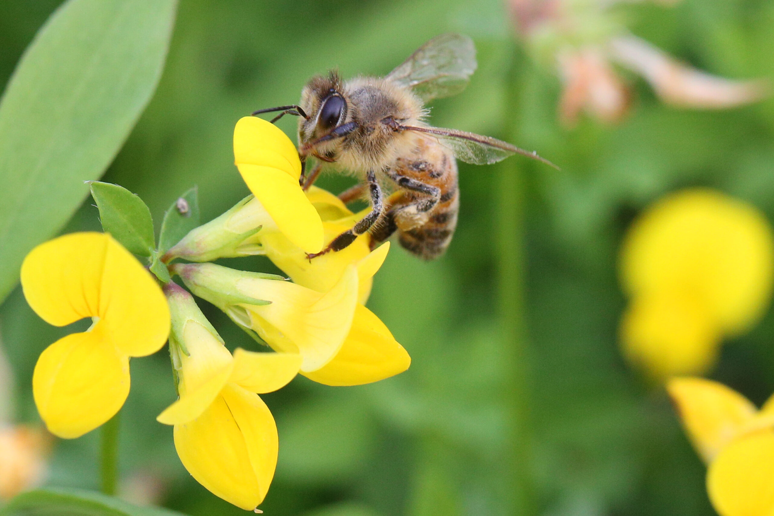 Bộ Nông nghiệp Hoa Kỳ phê duyệt vắc-xin đầu tiên cho ong mật